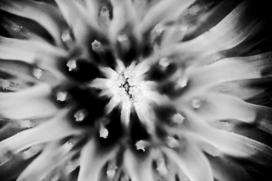Black and White Dandelion Abstract Photograph by Peggy Collins