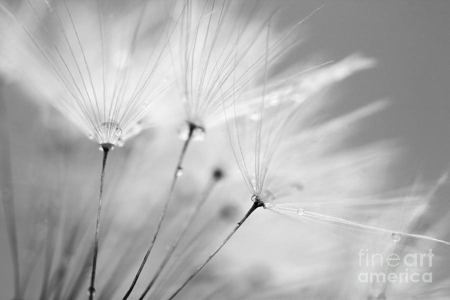 Nature Photograph - Black and White Dandelion and Water Droplets by Natalie Kinnear