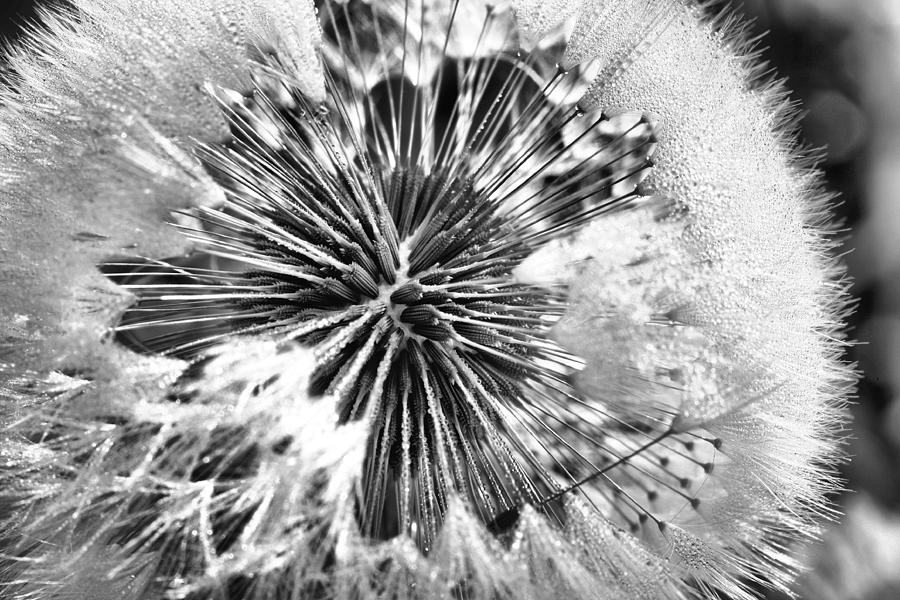 Black and White Dandelion Photograph by JC Findley