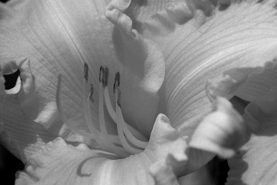 Delicate Black And White Daylily Photograph by Belinda Lee