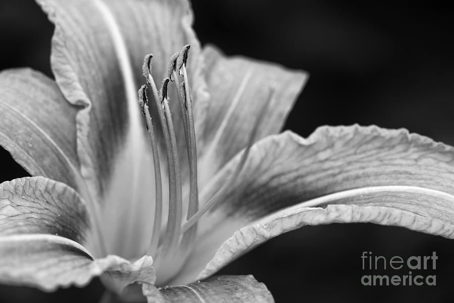 Black and white Daylily flower Photograph by Martin Capek