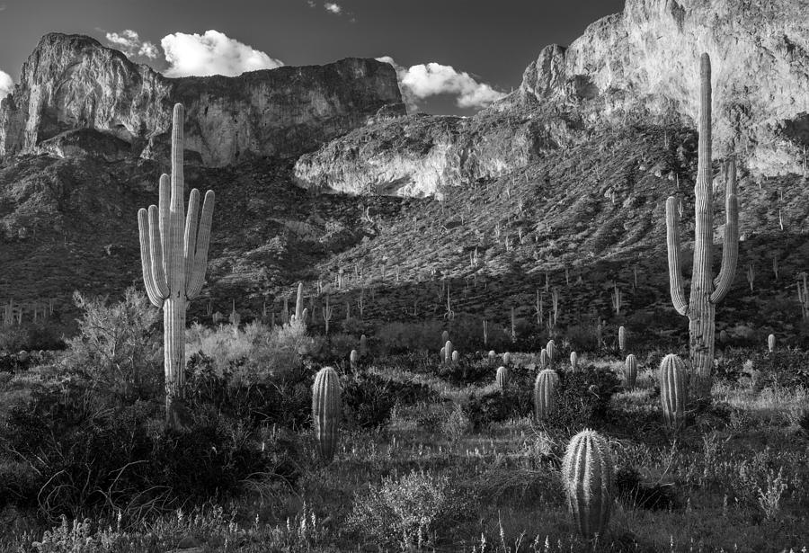 Black and white desert cactus at Picacho Peak Photograph by Dave Dilli