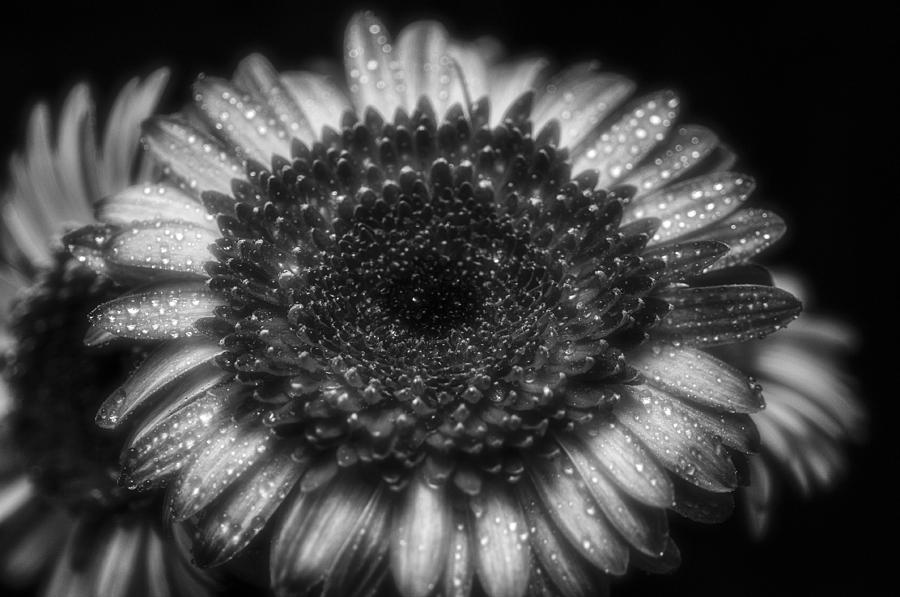 Black and white diamond sunflower Photograph by Gerald Kloss
