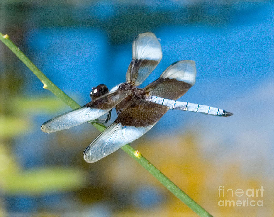 Black and White Dragonfly Photograph by Mae Wertz