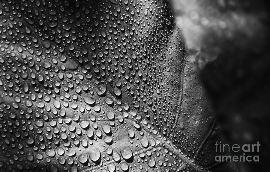 Black And White Drops Photograph by Michelle Meenawong
