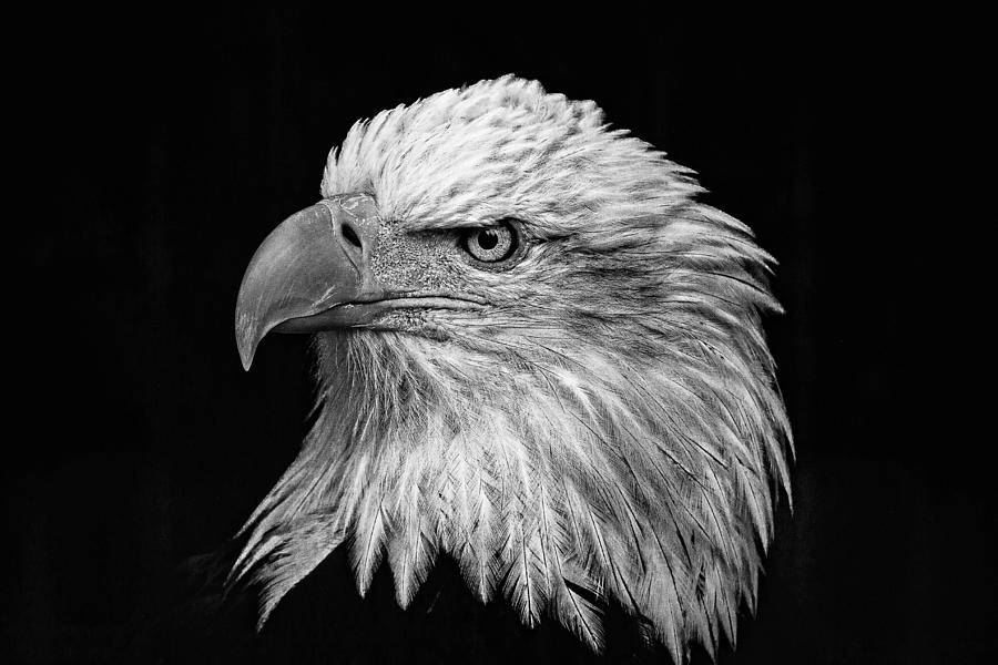 Black and White Eagle Photograph by Wes and Dotty Weber