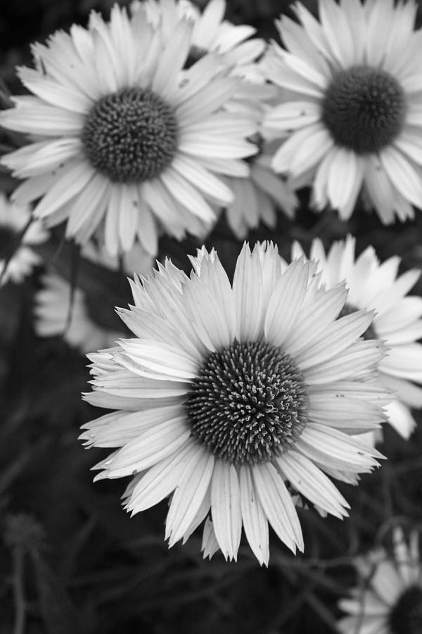 Black and White Echinacea -  Photograph by Brooke T Ryan