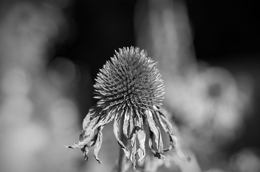 Black and White Echinacea Photograph by Lisa Dugger