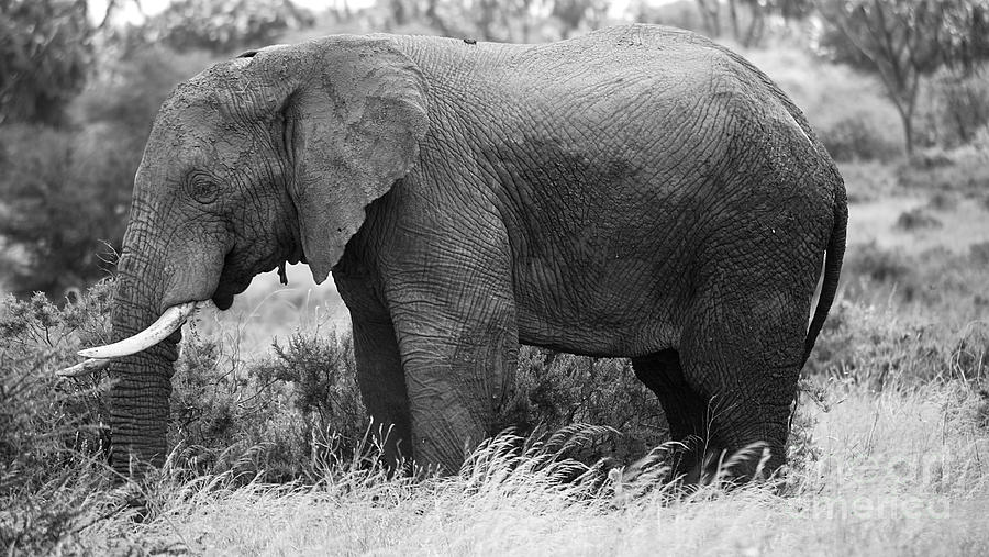 Tree Photograph - Black and white elephant by Deborah Benbrook