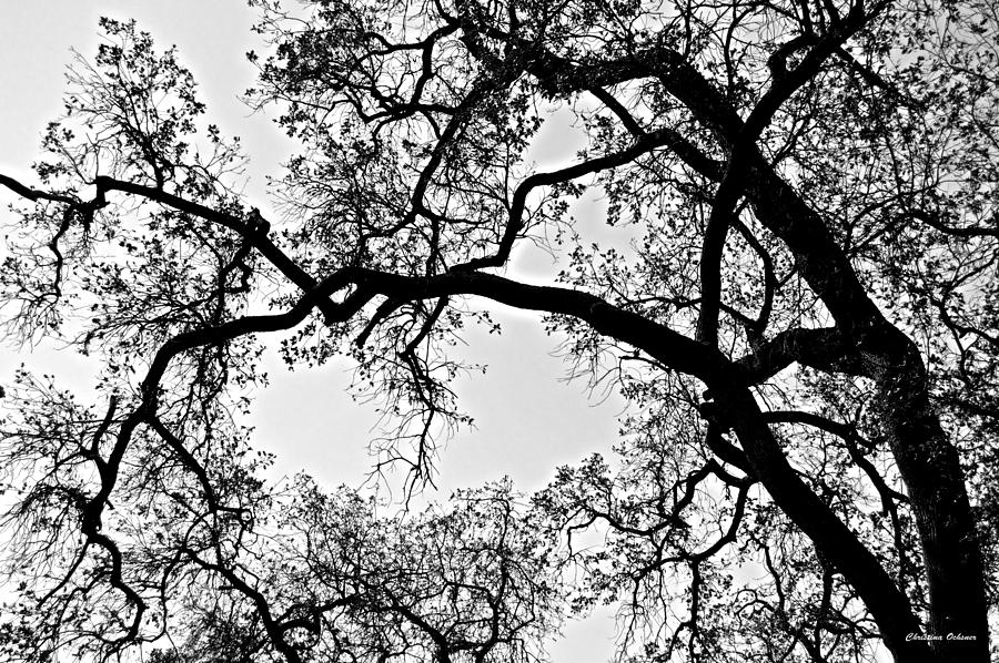 Black and White Elm Photograph by Christina Ochsner