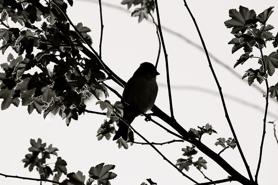 Black and White Finch Photograph by Diana Hatcher