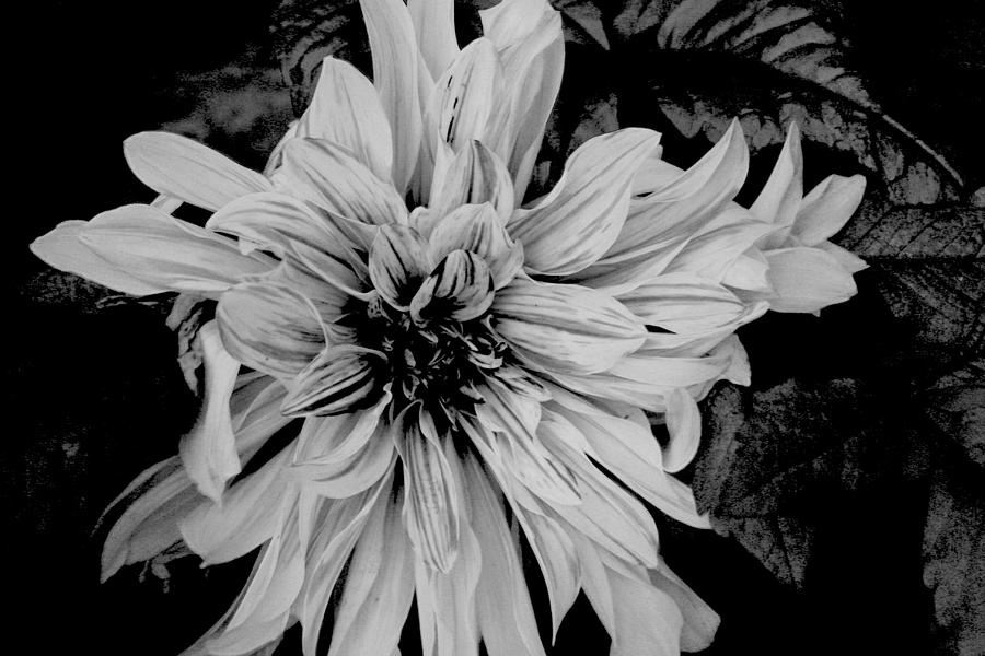 Black and White floal Photograph by Eddie Miller - Pixels