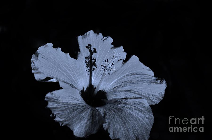 Black and White Floral Photograph by Bob Sample