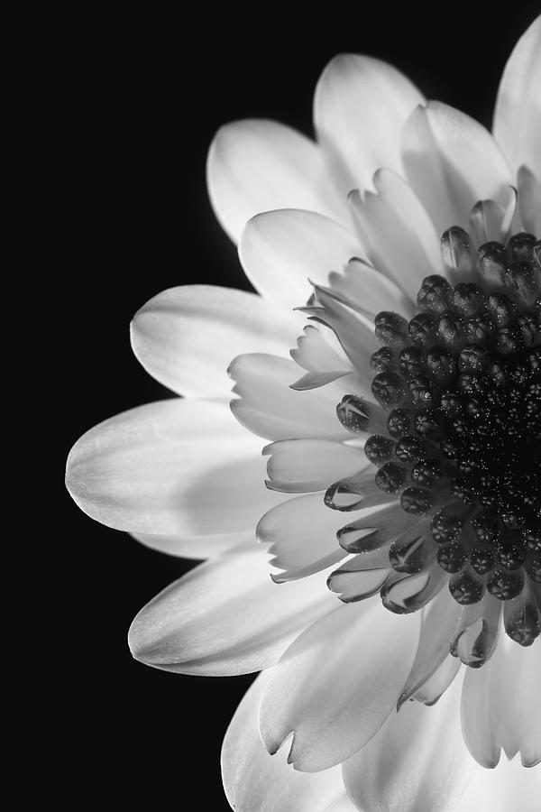 Black And White Photograph - Black And White Flower by Darren Greenwood