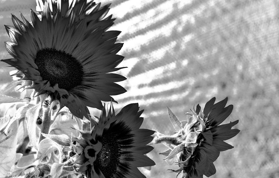 Sunflower Photograph - Black and White Flower of the Sun by Michael Hope
