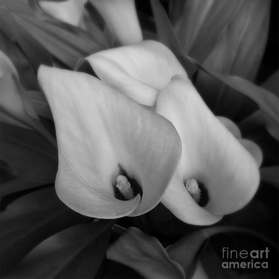 Black and White Flower Photography Photograph by Scott Cameron