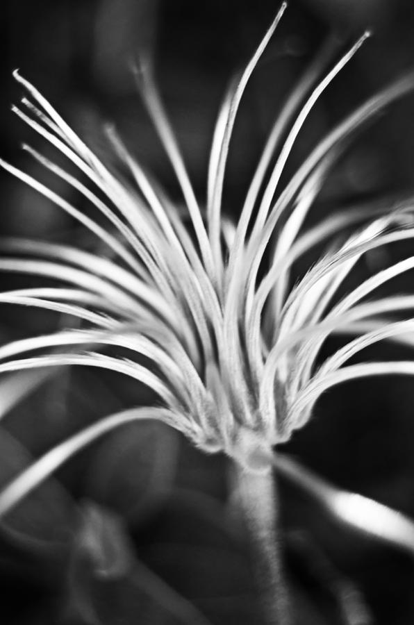 Black and White  Flower Skeleton Photograph by Jean Booth