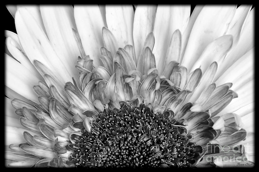 Black and White Flower Photograph by Susan Cliett
