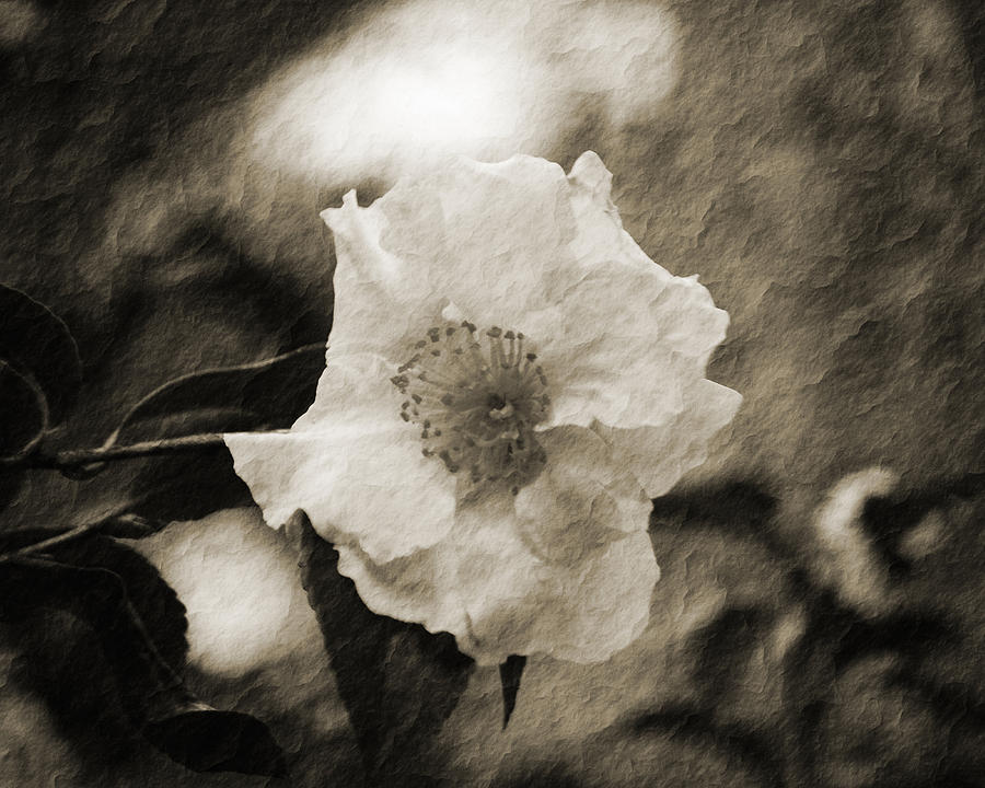 Abstract Photograph - Black and White Flower with texture by Maggy Marsh