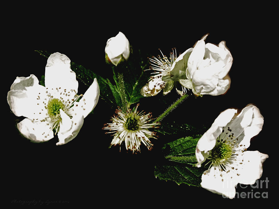 Black And White Flowers Photograph