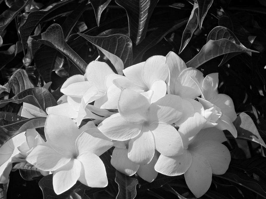 Black and White Flowers Photograph by Jo Jurkiewicz
