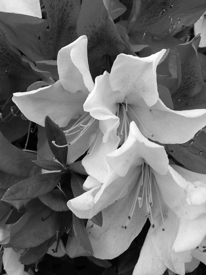 Black and White Flowers Photograph by Marian Lonzetta
