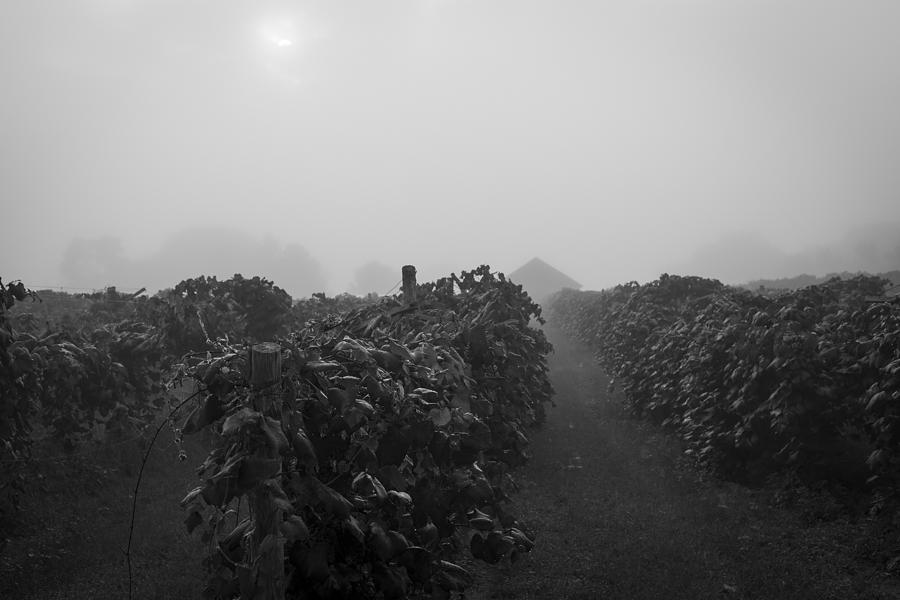 Black and White Foggy Morning at the Vineyard Photograph by Amber Kresge