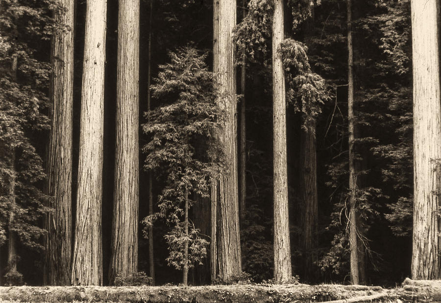 Black and White Forest Photograph by Cathy Anderson