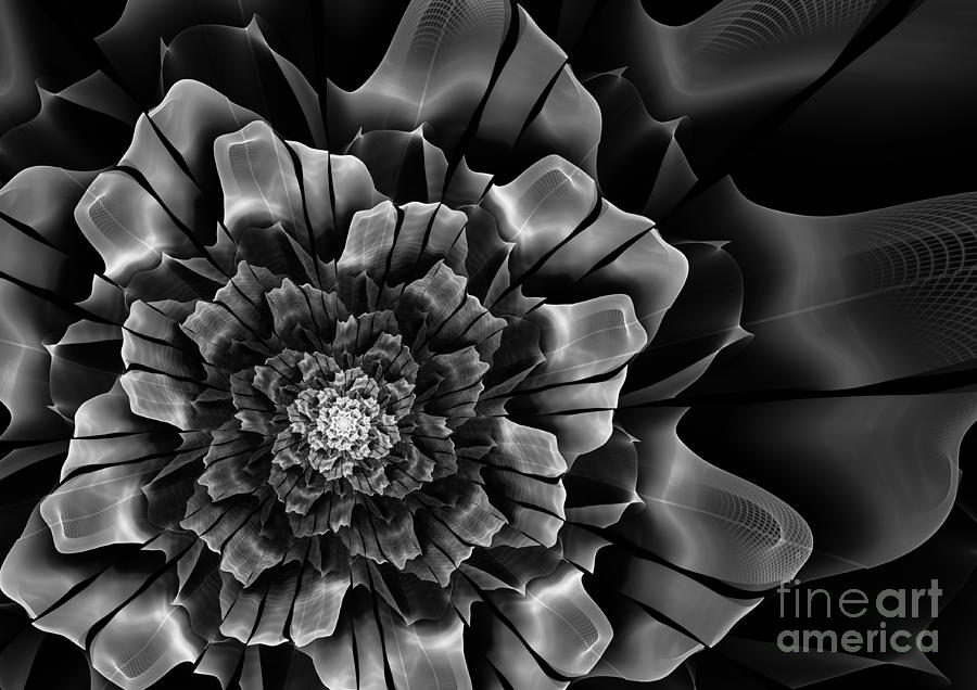 Black And White Fractal Flower Digital Art