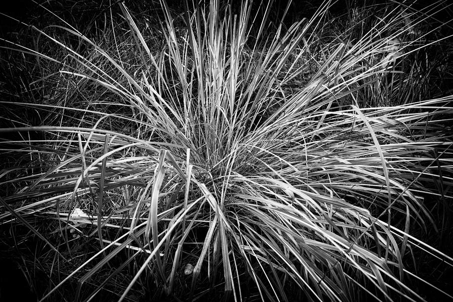 Black and white grass structure Photograph by Matthias Hauser