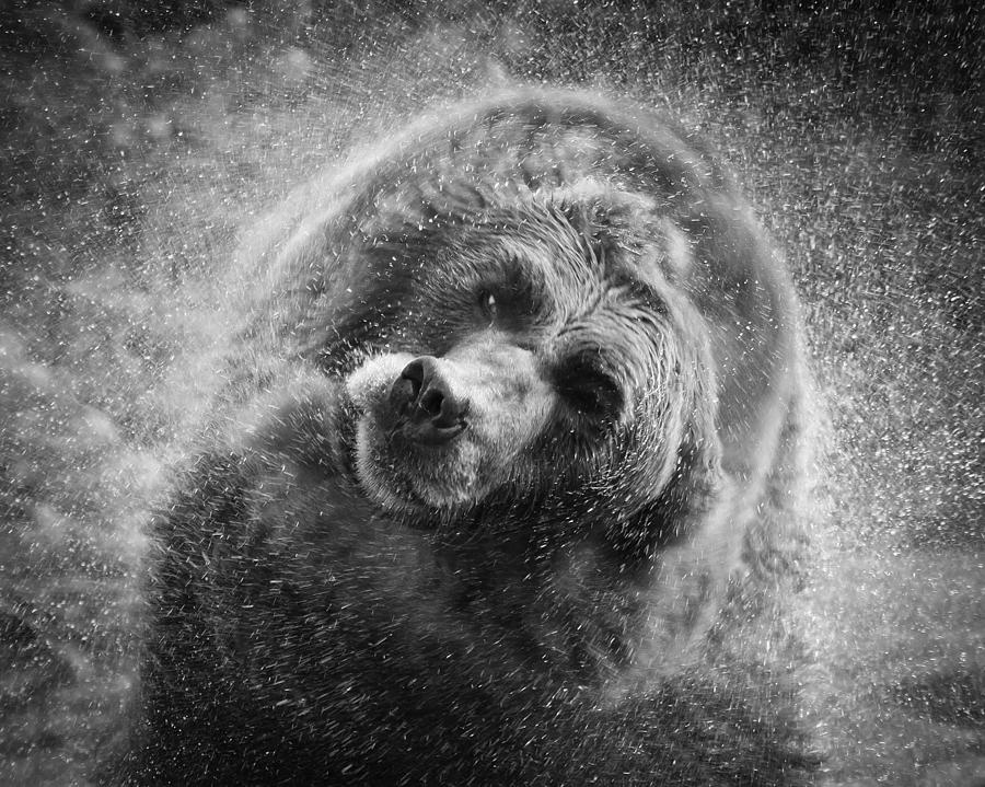 Animal Photograph - Black and White Grizzly by Steve McKinzie