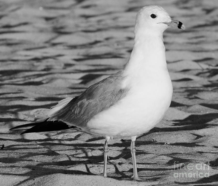 Black And White Gull Photograph by D Hackett