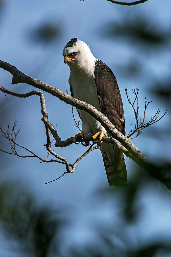 Black-and-white Hawk-eagle Spizaetus Photograph by Leonardo Merçon ...