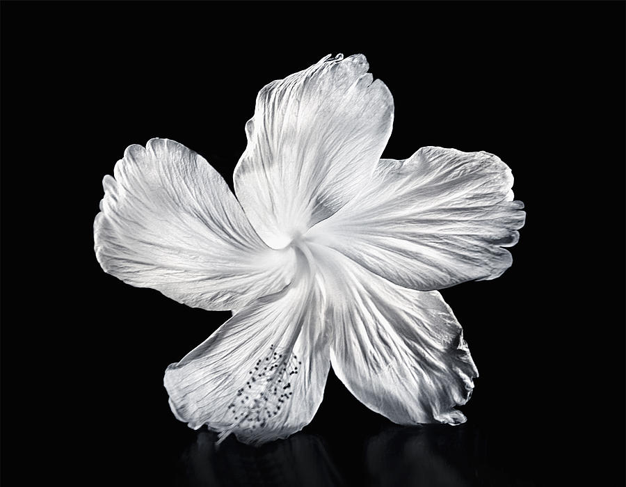 Black and White Hibiscus Photograph by M Swiet Productions