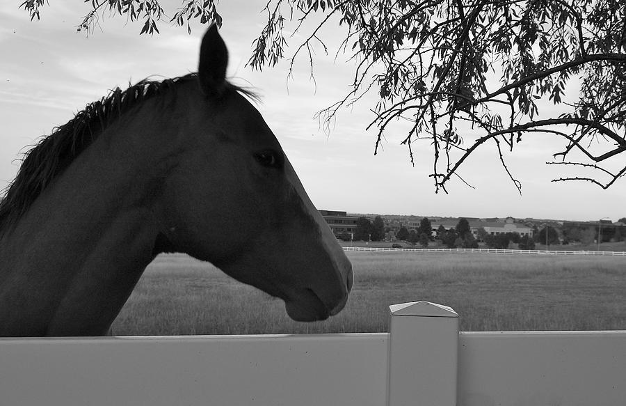 Nature Photograph - Black and White Horse by Penni Levine