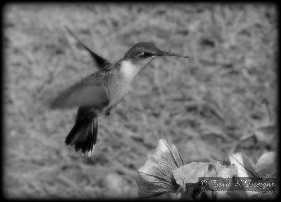 Hummingbird Photograph - Black and white humminbird by Terri K Designs