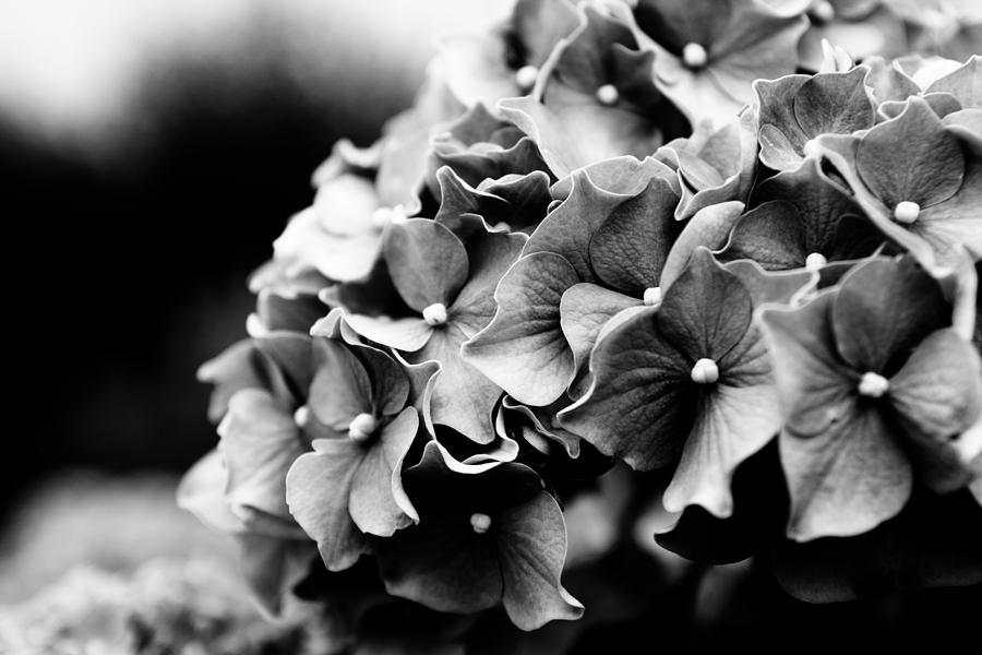 Black and White Hydrangea Photograph by Pati Photography
