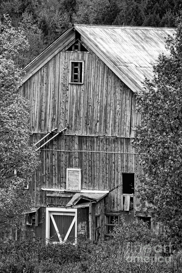 Black and white image of an old country barn during fall foliage Photograph by Don Landwehrle