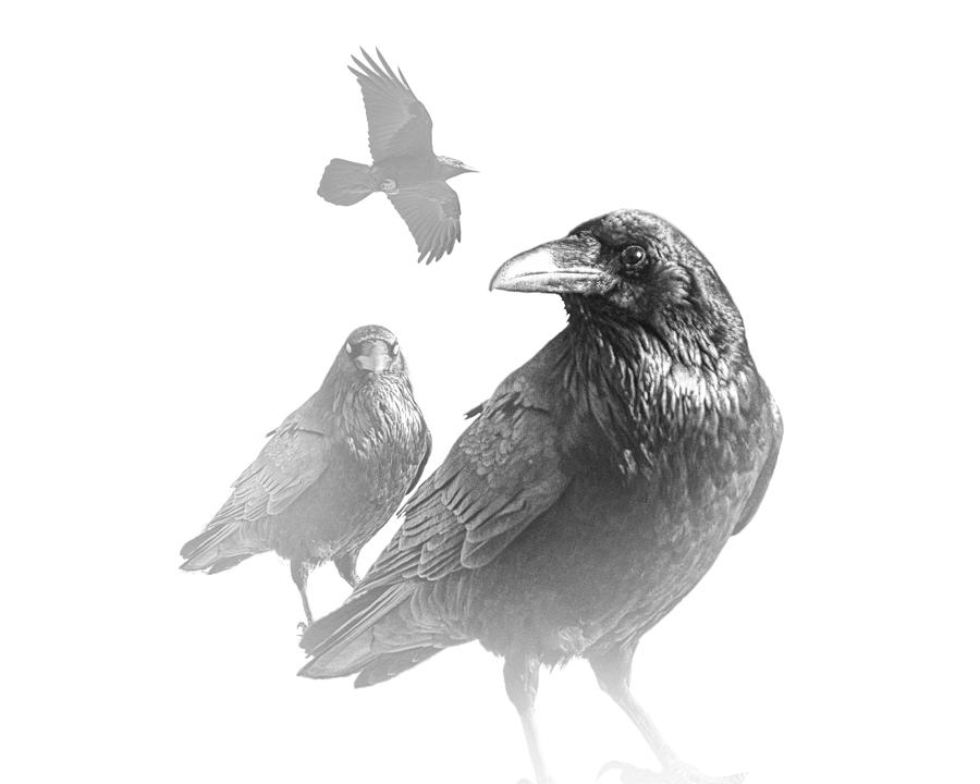 Black And White Photograph - Black and White Image of Ravens on White Background by Randall Nyhof