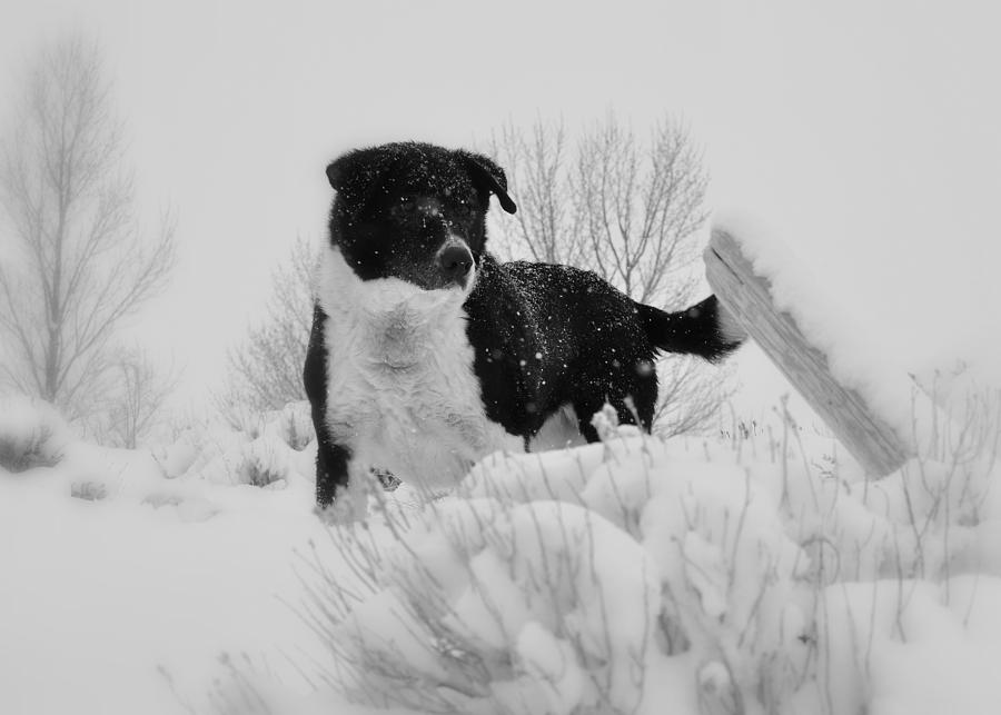 Black and White in the Snow Photograph by Lisa Holland-Gillem