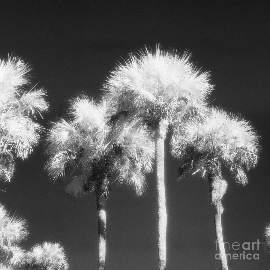 Black and White Infrared Photo of Palm Trees Photograph by John Harmon