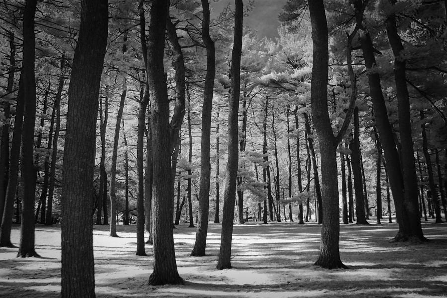 Black and White Infrared Photograph inside a Pine Tree Grove Photograph by Randall Nyhof