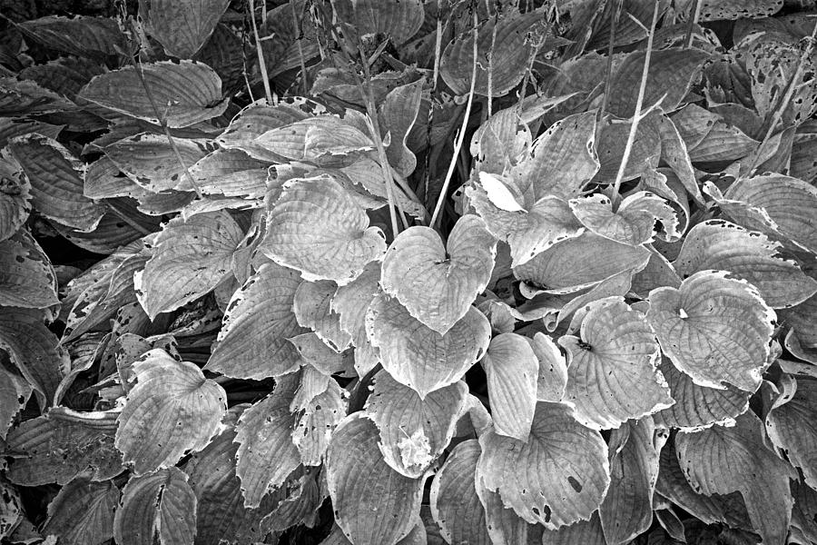 Black and White infrared photograph of Plant Leaves Photograph by Randall Nyhof