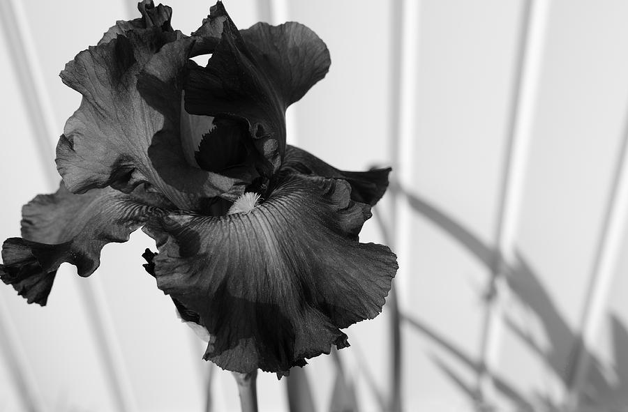 Black and White Iris Photograph by Luke Moore
