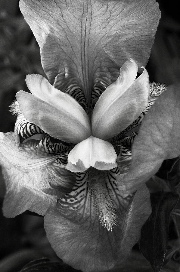 Black And White Iris Photograph by Susan McMenamin