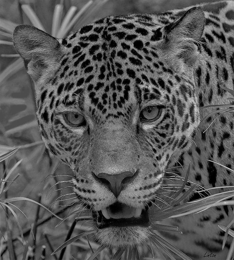 Black-and-white Jungle Cat Photograph by Larry Linton