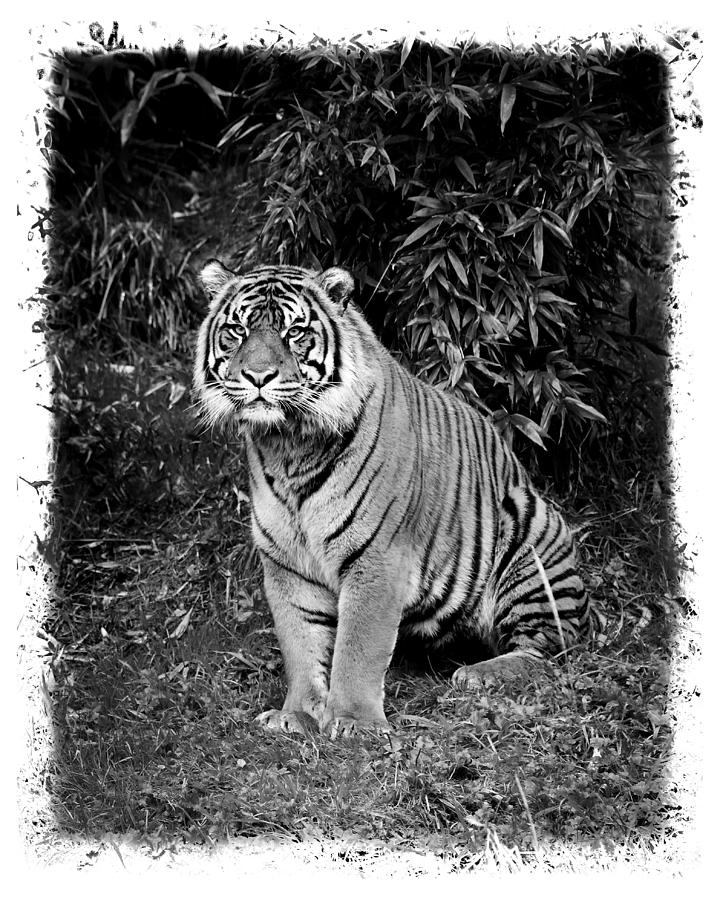 Black and White Jungle Cat Photograph by Steve McKinzie Fine Art America