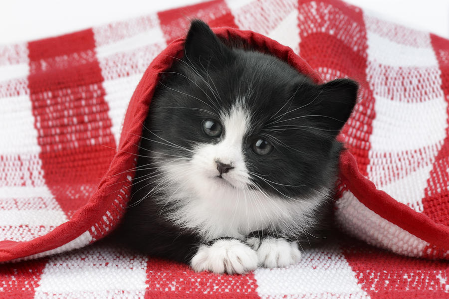 Cat Photograph - Black And White Kitten Under Gingham by MGL Meiklejohn Graphics Licensing