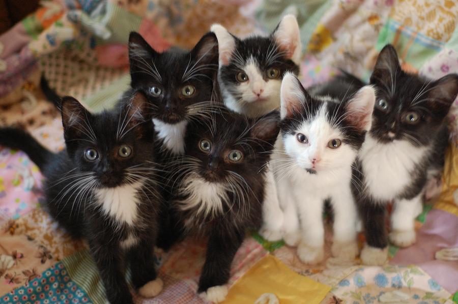 Black and white kittens on quilt Photograph by Photo by Laurie Cinotto