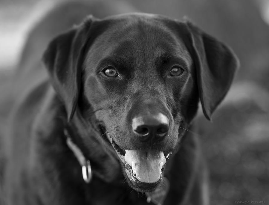 Black and White Lab Photograph by Phil Abrams